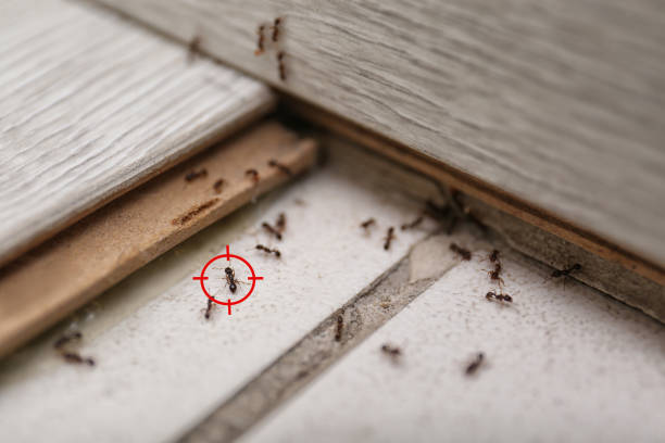 Real Estate Pest Inspections in Hilltop, MN